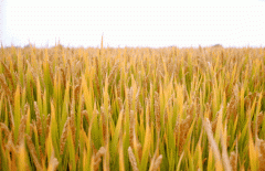 稻谷飘香迎有年|永乐高生产基地奏响丰收乐章