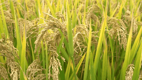 永乐高·(中国区)官方网站