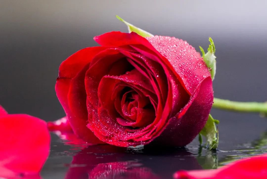 女神节 | 致敬“她”实力，，共筑优美未来